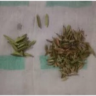 serpentina seeds 20 seeds + 10 seeds free