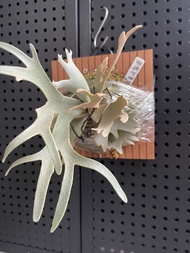 16/5 - P.willinckii Yellow moon dwarf 龍骨芽 (母株 From Nook 黑牌) 鹿角蕨