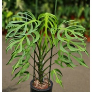 Monstera Burle Marx Flame /Live plant
