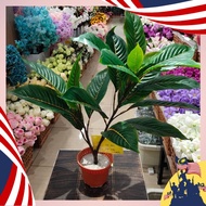 🌴🌴HARGA BORONG DARI KILANG🌴🌴 /WHOLESALES FROM FACTORY /ARTIFICIAL PLANT /PLANT VIRAL /POKOK /PLANT