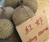 Anak Pokok Durian Udang Merah D175 红虾榴莲苗 Saping Durian D175 Red Prawn Hong Har