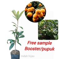 Bibit Buah Leci Kuning | Leci Biwa