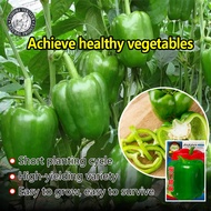 ปลูกง่าย(300เมล็ด/ซอง) เมล็ดพริกหวาน เมล็ดพันธุ์ พริกหยวก Bell Pepper Seeds Organic Vegetable Seeds for Planting เมล็ดพริกหยวก เมล็ดพันธุ์ผัก ผักออร์แกนิก เมล็ดบอนสี ผักสวนครัว ต้นผลไม้ บอนไซ พันธุ์ผัก เมล็ดผัก ปลูกง่าย ผลผลิตสูง