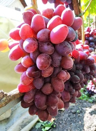 Bibit Anggur Ninel Import STEK
