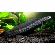 Channa Asiatica WS Pure (Ukuran6-7CM) - Chana Asiatica White Spot Pure