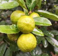 Jeruk nipis segar 1 kg  jeruk nipis fresh jeruk nipis