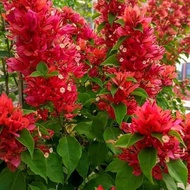 Bougenville 5 warna bugenvil ekor musang merah bunga kertas termurah