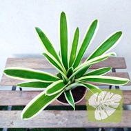 Bromeliad Neoregelia Bossa Nova IOB