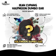 Ikan Cupang Halfmoon Dumbo Ear HMDE (GOOD QUALITY) KUPING BESAR