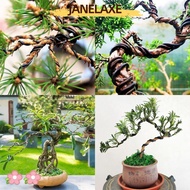 JANELAXE932JN Bonsai Wire, Garden Bonsai Shape Aluminum Bonsai Training Wire, Plant Shaping 1/1.5/2/
