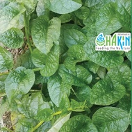 Benih Bayam Malabar - Green Malabar Spinach 6g | 25g | 78g