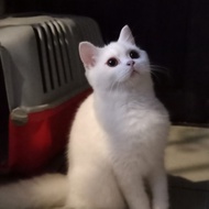 kucing ras british shorthair jantan &amp; betina white