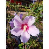 Pokok Bunga Raya Carnation Soft Purple Selapis/Ungu Lembut