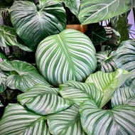 竹芋好抱枕 植物靠墊 觀葉 青蘋果竹芋 沙發好朋友 家飾 交換禮物