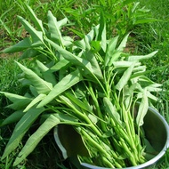 Biji Bernah Sayur / Biji Benih Kangkung - 5gram / Water Spinach Seeds