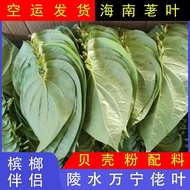 Hainan Fresh Green Betel Nut Raw Bingo Nut Ingredients Sweet Shell Powder Original Bitter Shell Powd