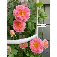 pokok bunga rose. English rose