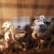 Anakan Ayam Pelung | Asli Cianjur | Garansi Sehat