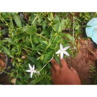 Pokok Katarak, bunga kitalod, bonglai gunung