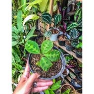 ♞,♘Calathea Warscewiczii / Calathea