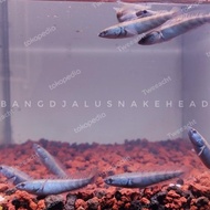 Channa Red Barito 8-9-10 Cm Asli Barito Grade A+ Non Cod