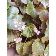 Begonia plant/bunga pink