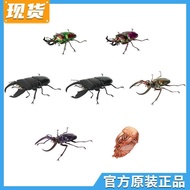 Bandai GASHAPON Biological Big Illustrated Book Shovel Beetle Rainbow Sumatra Beetle Insect Simulati