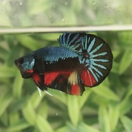 ikan cupang avatar nemo fire