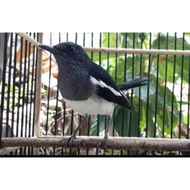burung kacer betina siapan rawatan.