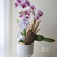 春節商品-蘭花盆-春節花禮 過年送禮 新年商品
