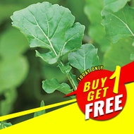Arugula Seeds - Arugula Rockets Seeds - Herb Seeds - Vegetable Seeds - Salad Seeds