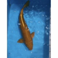 bibit ikan hias koi chagoi 22 cm