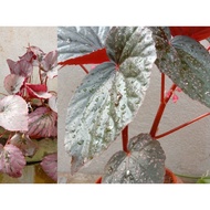 BEGONIA POKOK ASAM BATU.