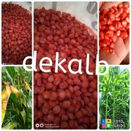 ∈ ♈ ∏ Dekalb8282, Dekalb6919, Dekalb8899s Seeds - (Re-pack 4.5Kg), Hyrid Corn Seeds