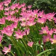 tanaman hidup hias amarylis amarillis amarilis merah muda pink