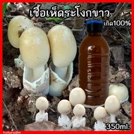 เชื้อเห็ดระโงกขาว เชื้อใหม่เข้มข้น เชื้อเห็ดป่า ขวด600ml.พร้อมวิธีปลูก เชื้อเห็ด