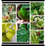 pelbagai pokok separa redup/indoor,money plant,philodendron,alokasia,anthurium,monstera,sila BACA BU