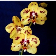 Anggrek dendrobium orchid dewasa