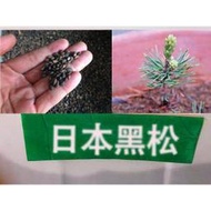 種籽 花種籽 花卉種籽 新采一級 黑松種子 日本黑松種子 黑松 山東黑松 松樹種子