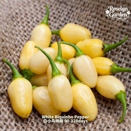 Biji Benih White Biquinho Pepper 白小鸟辣椒种子 | Mild & Sweet Chili · Unique Beak-Shaped White Fruits · Gr