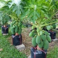5pcs seeds BETIK SEKAKI / 1 feet papaya potted friendly/ balcony friendly