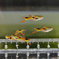(Pair) Green Hornet Endler  / Guppy / Fish