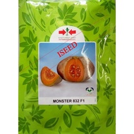 (East-West) Monster 832 F1  Biji Benih Labu Manis Sweet Pumpkin