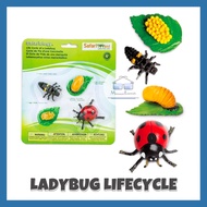 Safari: Ladybug Life Cycle