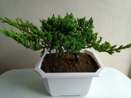 Japanese Garden Juniper Large size with Free pot Live Bonsai Plant