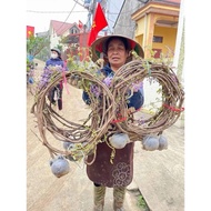 Wisteria District, District 1.5m -2m long, stable root sprouts, strong rolls