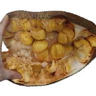 1pc Anak Pokok Çempedak King Kampung/Cempedak King Plants/Cempedak King树苗