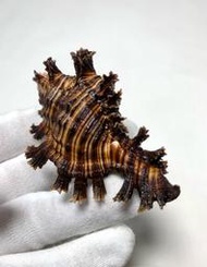 Chicoreus palmarosae  玫瑰千手螺  尺寸：81mm