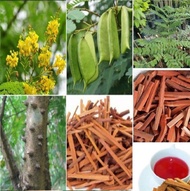 เมล็ดพันธุ์ Garden Seeds 25 เมล็ด ฝางแดง หรือ ฝางเสน หรือ ฝางส้ม Caesalpinia sappan L..