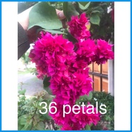 ∇ ¤ SALE!! RARE ROOTED BOUGAINVILLEA